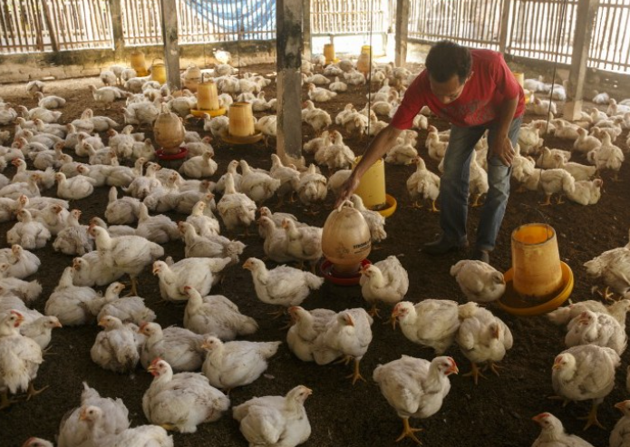Perternakan ayam desa penganjang